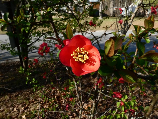 {Chaenomeles speciosa}